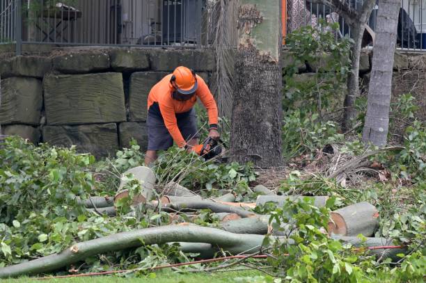 The Steps Involved in Our Tree Care Process in Pasadena Hills, FL